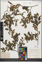 Foto von Salix myrsinifolia Salisb.